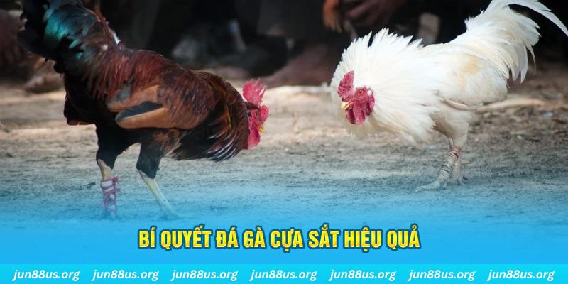 kuwin 789 đá gà cựa dao