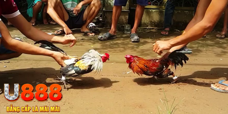 kuwin 789 đăng nhập mậu binh rút tiền nhanh