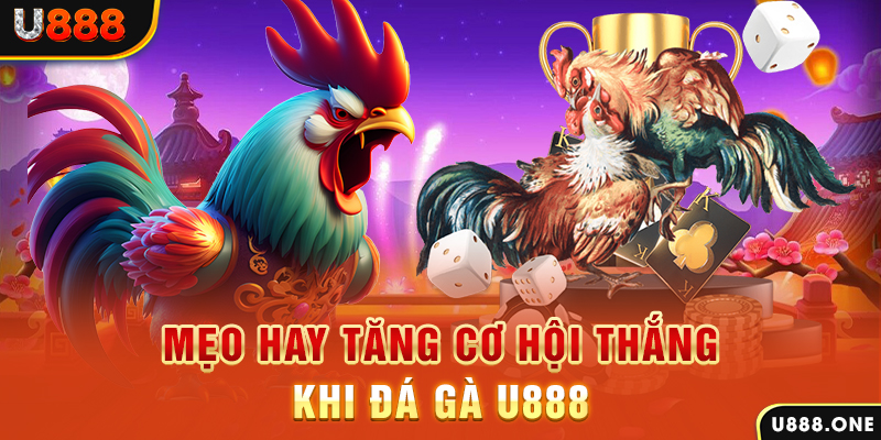 kuwin 789 trực tiếp gà chọi c1